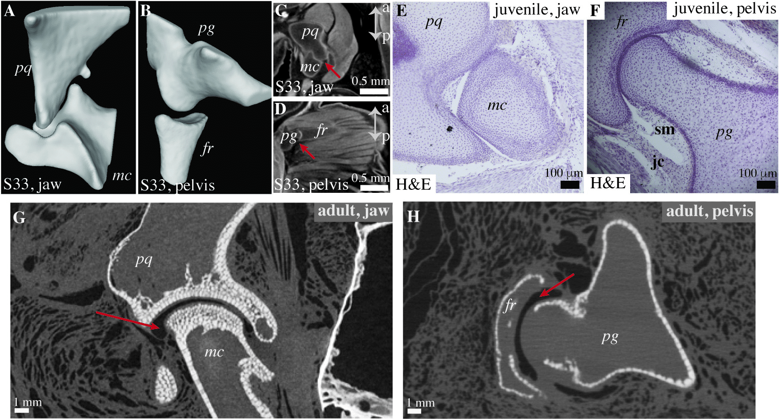 Synovial-joints-were-present-in-the-common-ancestor-of-jawed-fish-but-lacking-in-jawless-fish-23aa1a878c1fd89f9b1fd771973cebc4.png