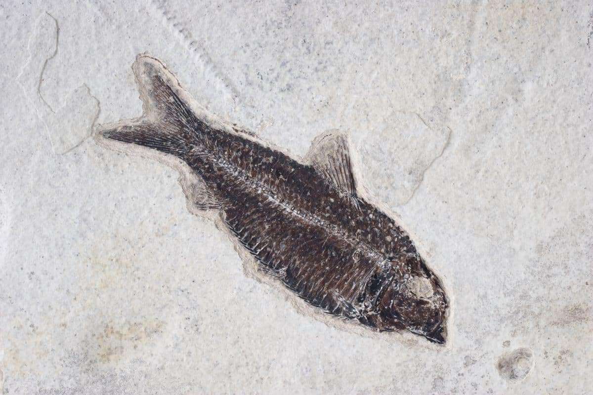 Ancient Fish Pioneered the Joints That Power Human Movement 