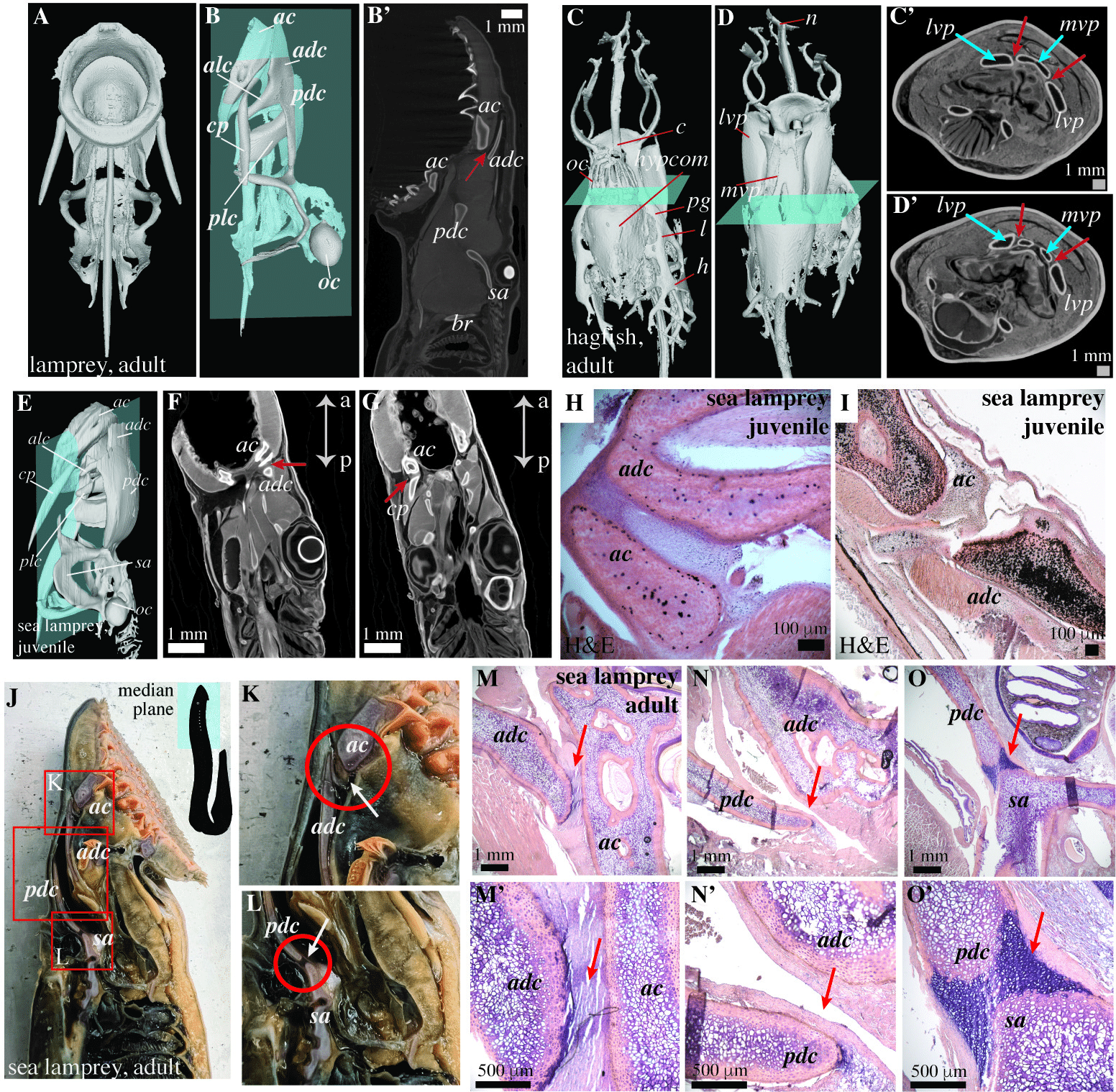 knees-elbows-exist-thanks-to-ancient-fish-507805afea6fc1d86f3d744f7dfc0ec2.png