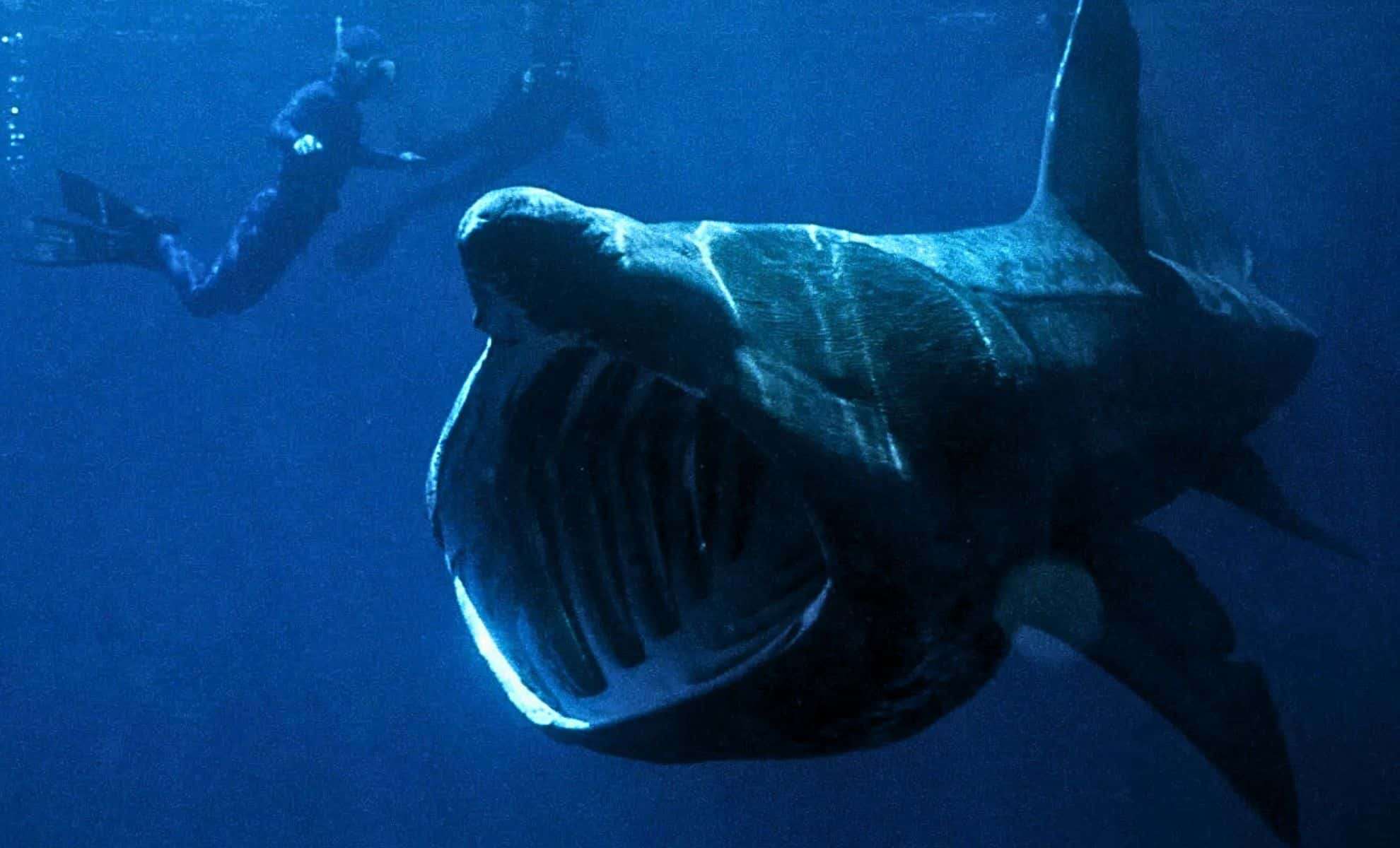 Ancient Greenland Shark May Unlock Clues to Longevity and Aging Resistance 