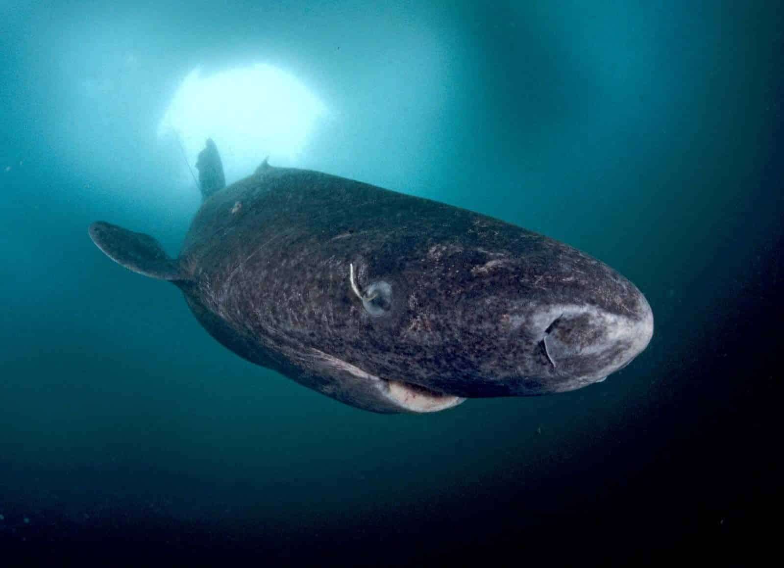 lived-for-400-years-in-greenlands-icy-waters-this-6-meter-shark-could-hold-the-secret-to-defying-aging-f15b09e8f1c17023985ec11abafc8ed9.jpeg