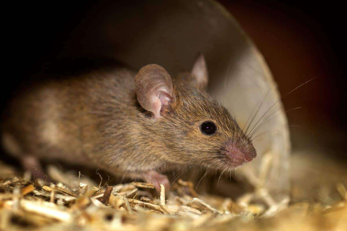Rodents Display Unexpected 'First Aid' Skills, Scientists Amazed 