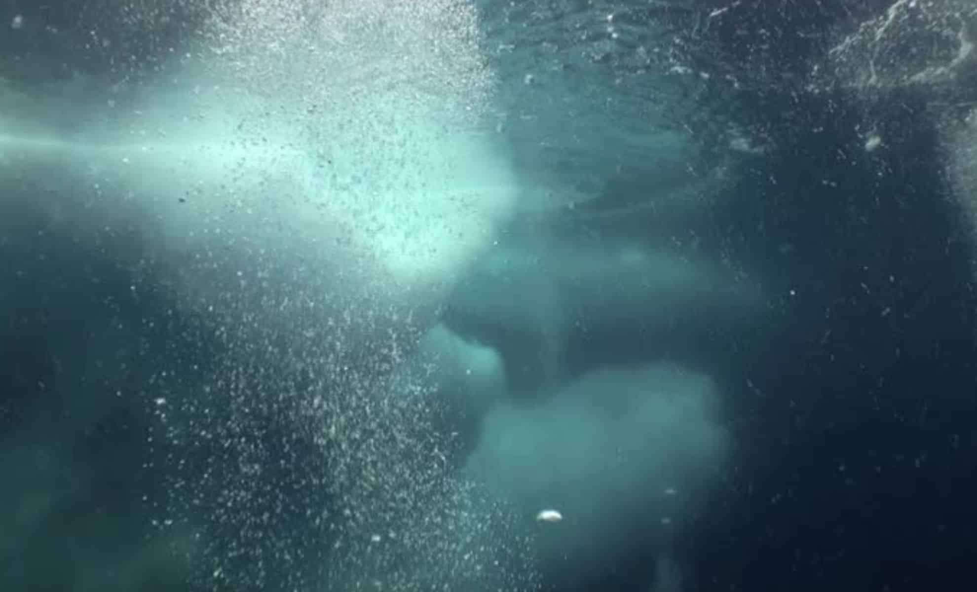 Invasive Orca Populations Are Transforming Arctic Ecosystems and Worrying Researchers 