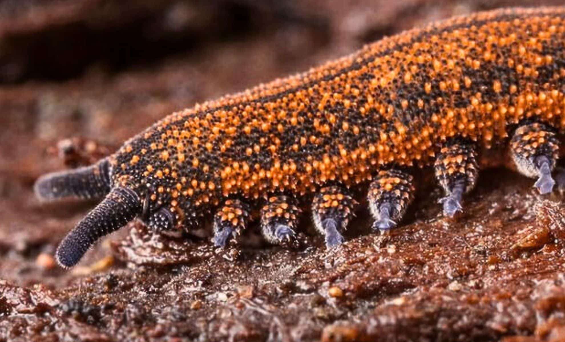 Ancient Velvet Worm Named New Zealand’s Top Bug for 2024: A Slime-Shooting Predator Older Than Dinosaurs 