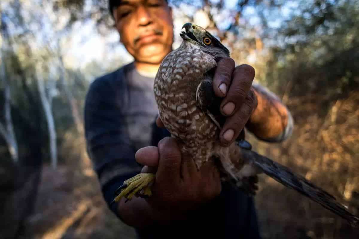 Colorado-river-delta-migratory-birds-4633406e45d87bd01a8aea44e6360dea.jpeg