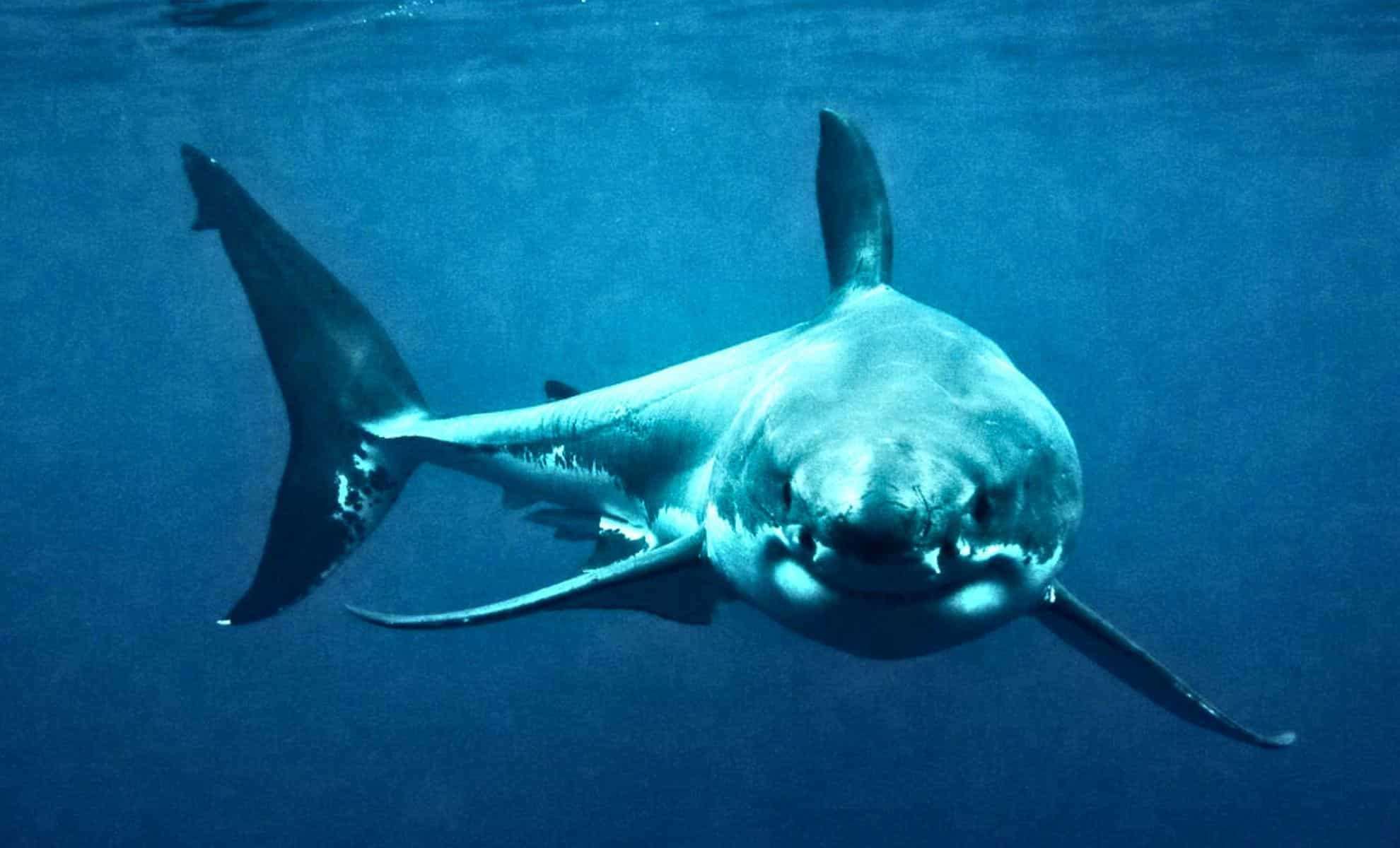 Killer Whales Challenge Great White Sharks as Ocean’s New Apex Predators 