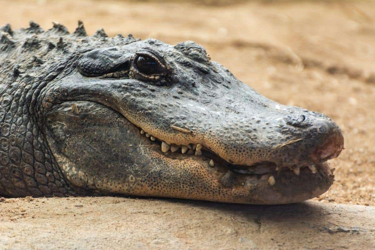 Striking Orange Alligators Captivate Observers in South Carolina 