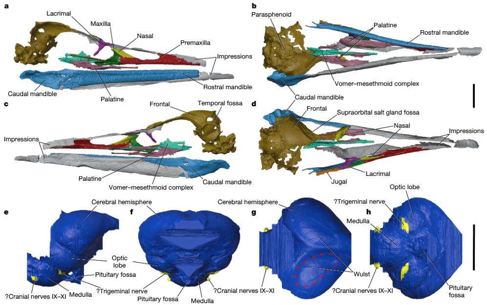 A-digital-reconstruction-of-Vegavis-iaais-skull-6b0483f330919df942ee1a457b0702ec.jpg