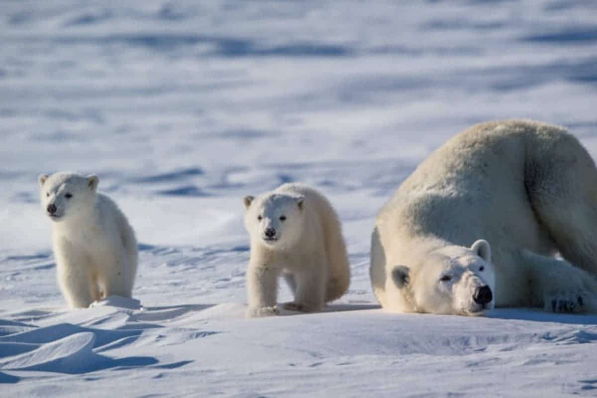 Polar-Bears-1-3e119754fc11c2189d53fb671541db40.jpeg