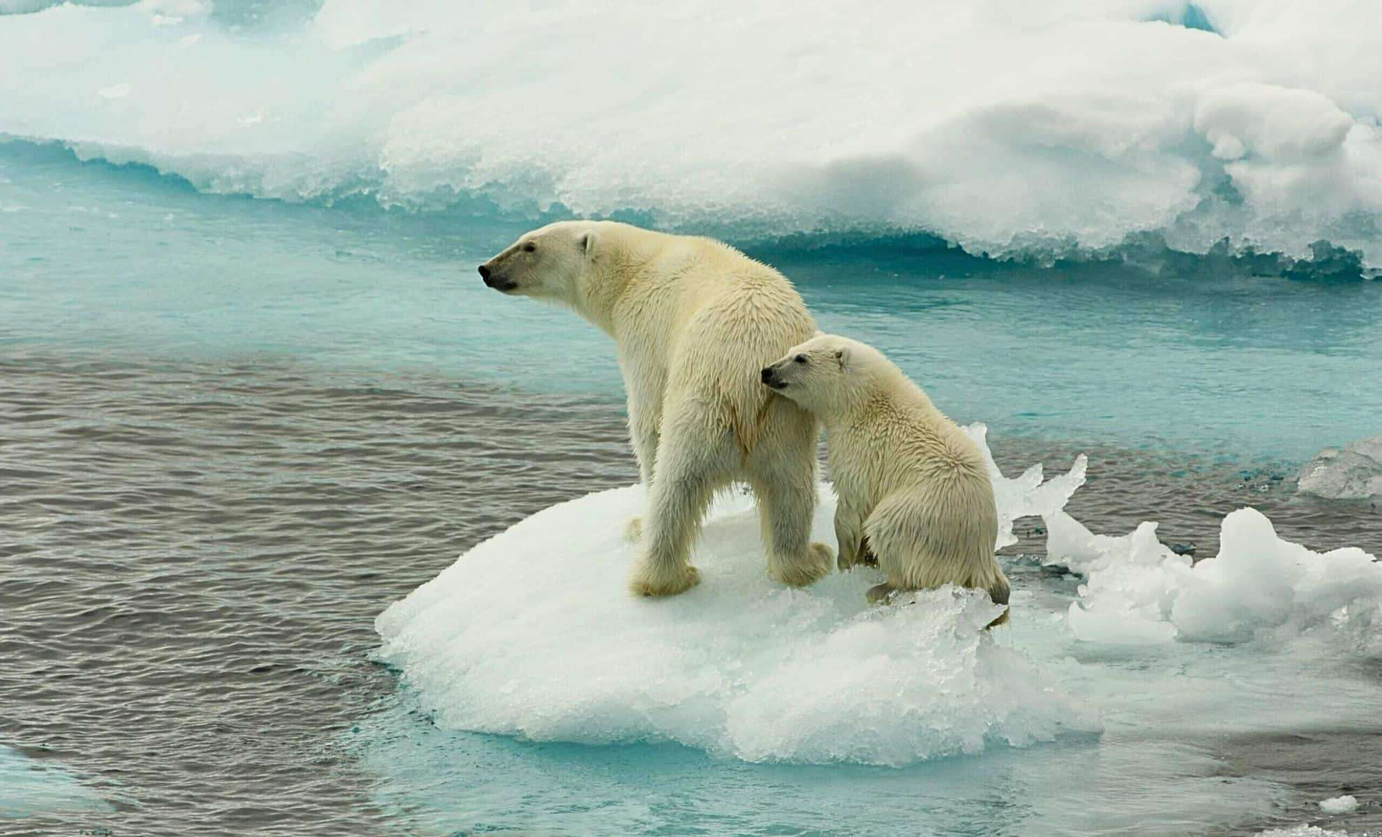 Study Links Polar Bear Decline to Worsening Energy Shortages from Sea Ice Loss 
