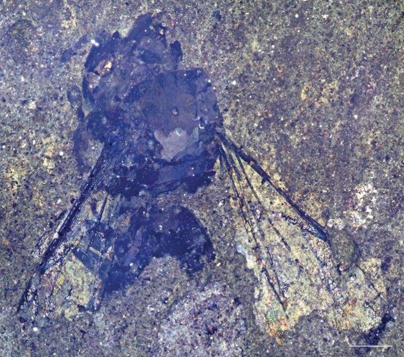 Leioproctus-Otagocolletes-barrydonovani-n.-sp.-holotype-OU46559-habitus-of-counterpart-1886b166393fdd58bc200863ea6b0c2f.jpg