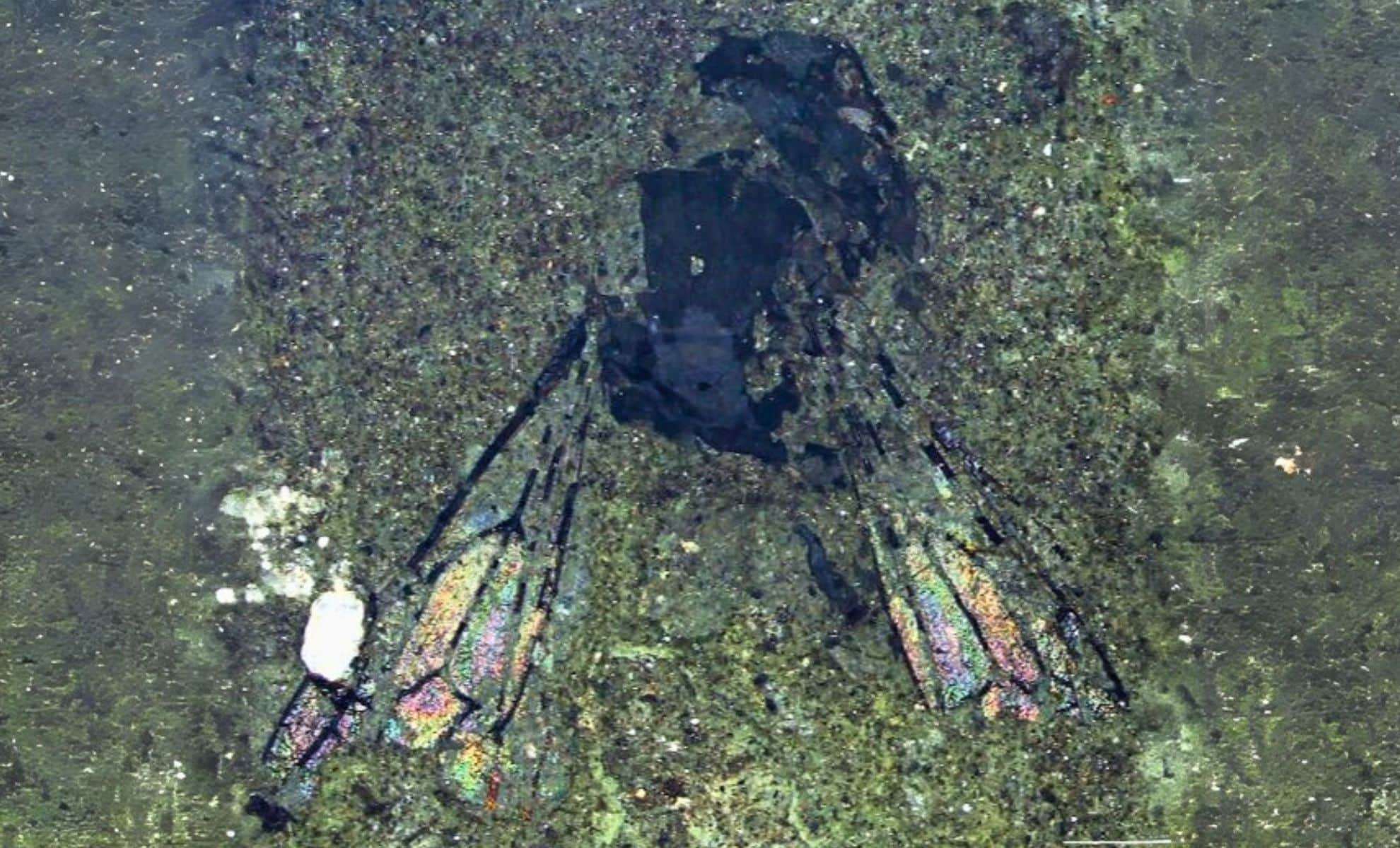 Ancient 14.6-Million-Year-Old Bee Fossil Unearthed in New Zealand Raises Evolutionary Questions 