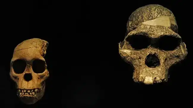 Skulls-of-a-young-left-and-an-adult-right-Australopithecus-africanus-Image-credit-Alamy-b41b4cfd47cb87d8172f691922f3926c.webp