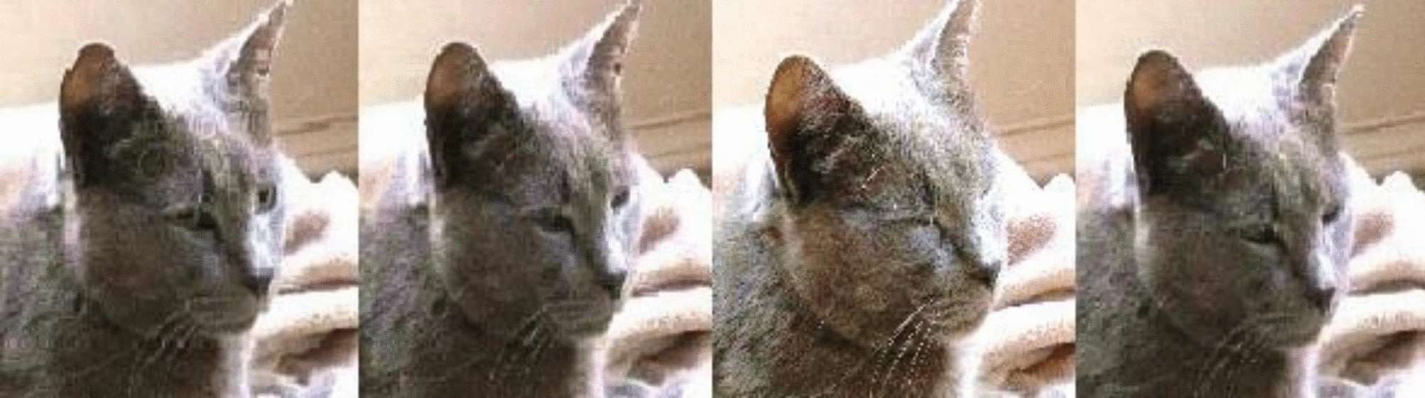 The-cat-slow-blink-sequence-6acdf2adcb4330e3add31b2b7cfc6fa4.jpeg