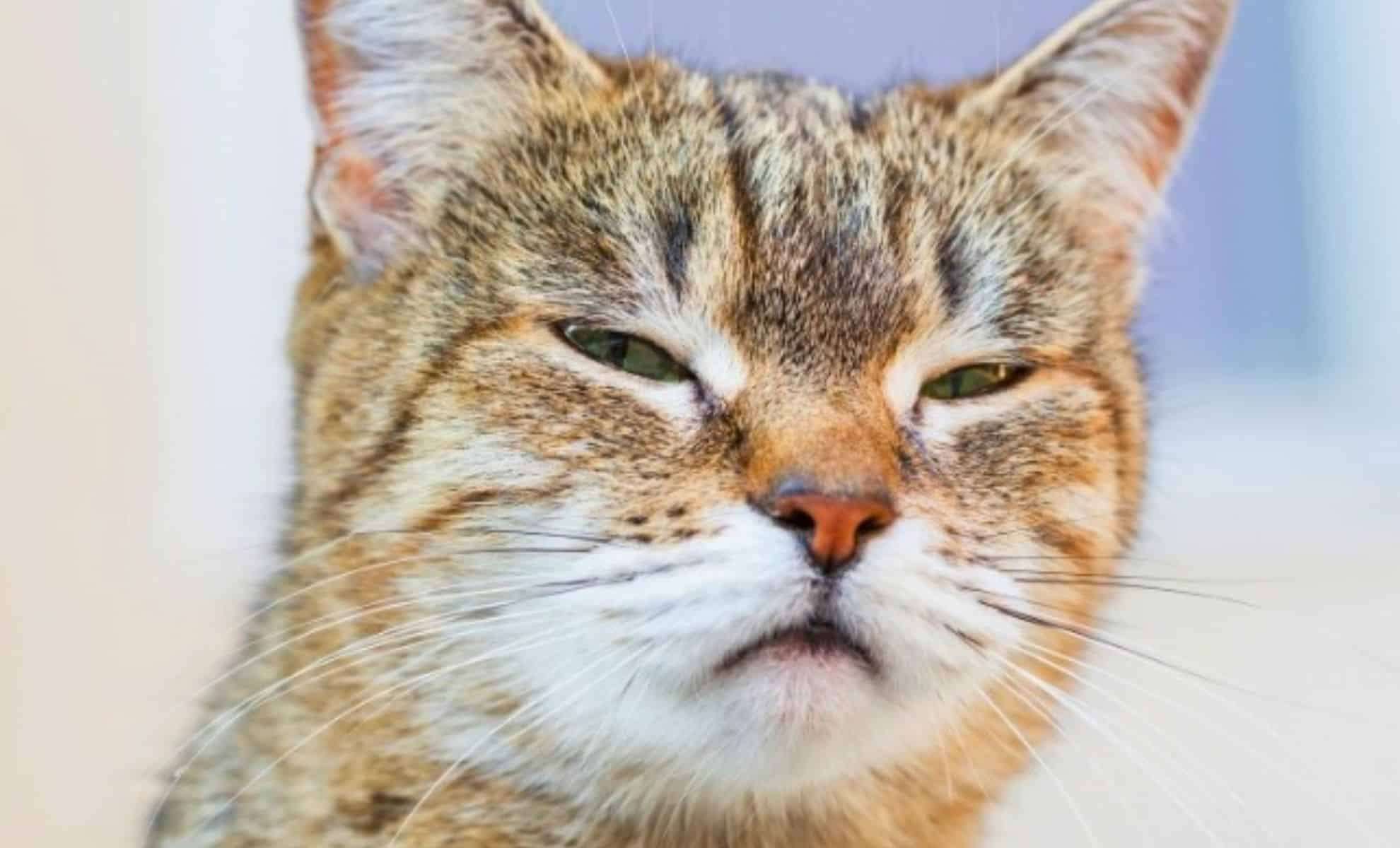 Unlocking the Secret to Communicating with Your Cat Using One Simple Gesture 