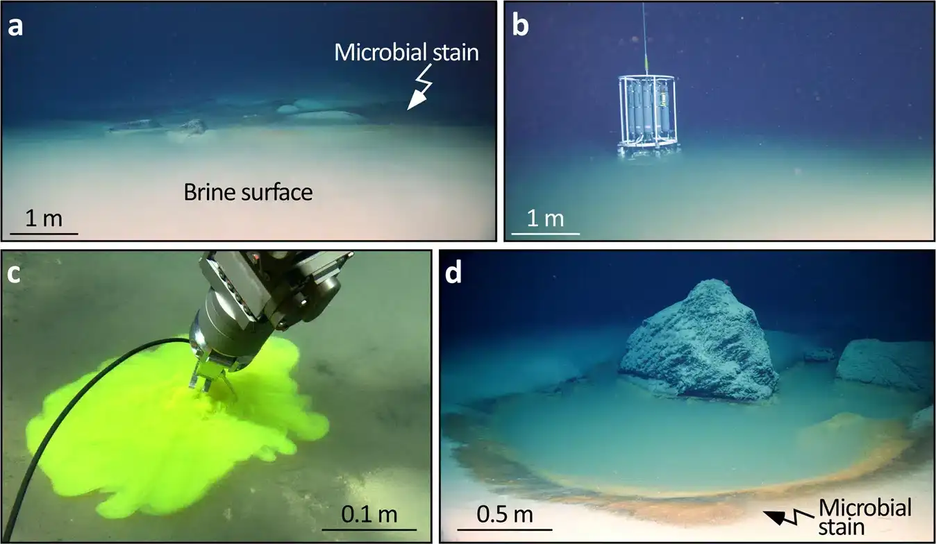 deep-sea-NEOM-Brine-Pools-Red-Sea-eac2ecc8b9019830ec594c064395a446.webp