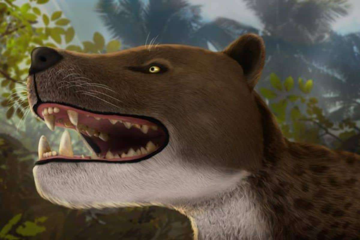 Newly Found 15-Million-Year-Old Skull Reveals Secrets of Ancient Carnivore 