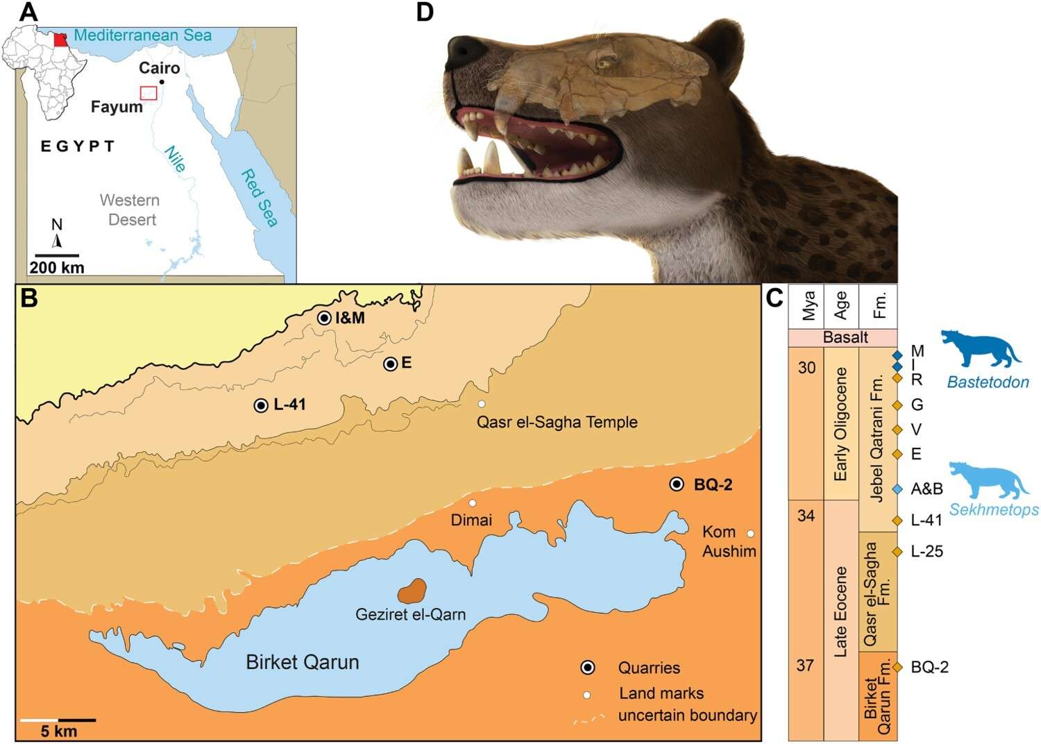scientists-uncover-skull-hypercarnivore-516319ec734fceb54f8e3cbe0876afa8.jpg