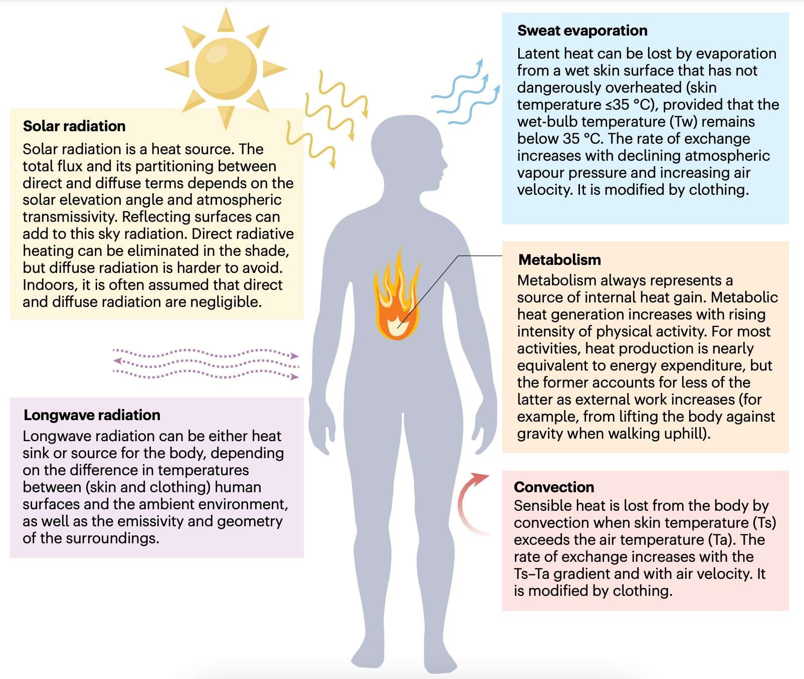 The-heat-balance-of-a-naked-human-is-influenced-by-various-processes-649abf0a776857a4032e337a8c4126d8.jpeg