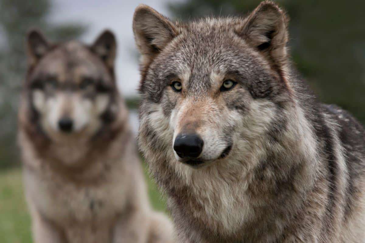 Could Wolves Be Scotland’s Key to Combating Climate Change? 
