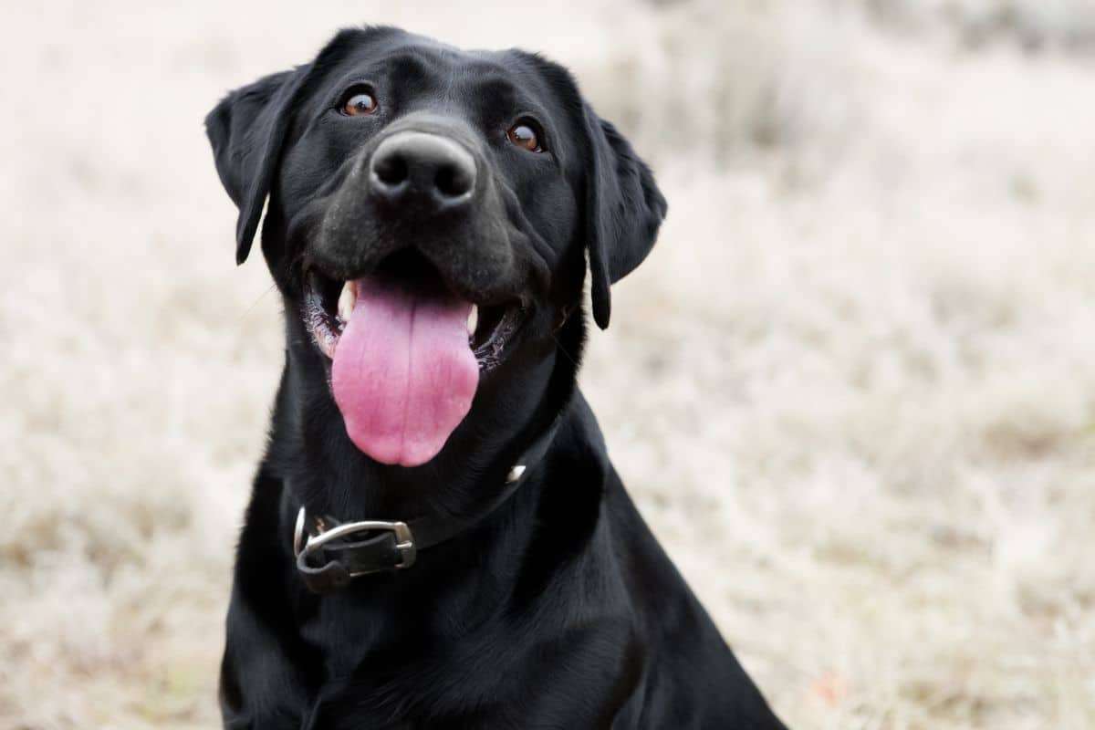 Researchers Discover That Dogs May Use Blinking to Convey Messages 