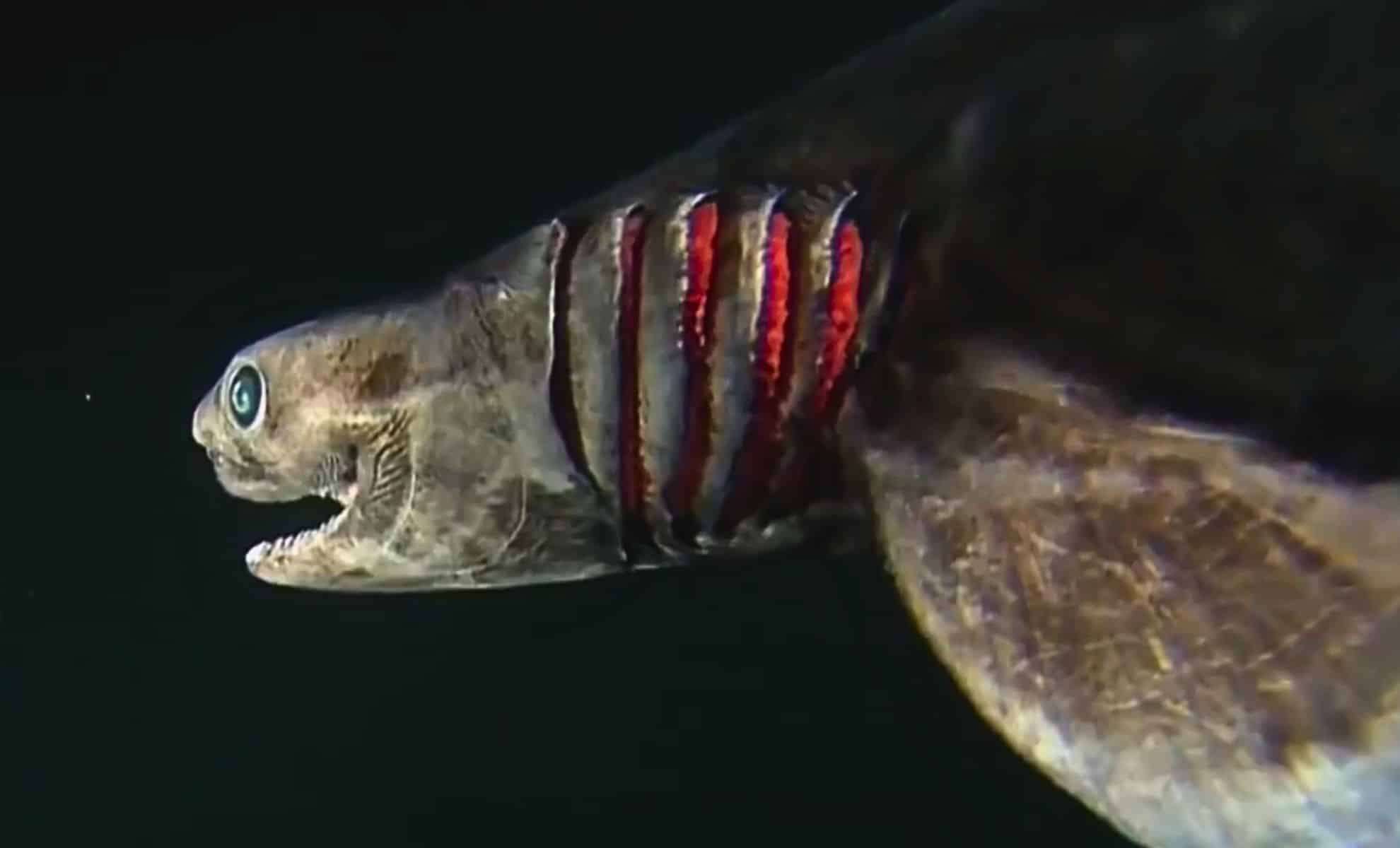 Ancient Deep-Ocean Predator With Snake-Like Features Resurfaces After 80 Million Years 