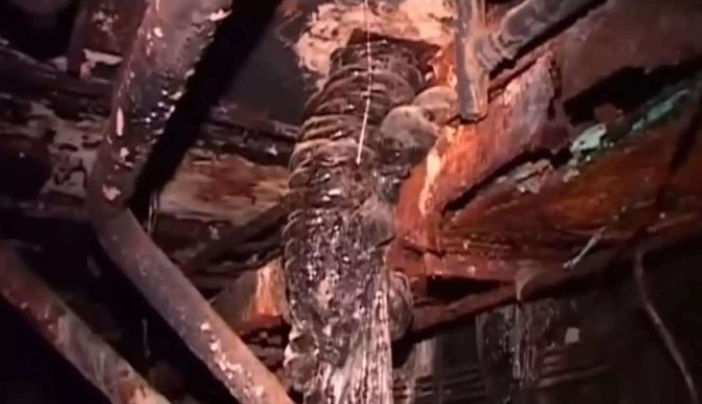 The-Elephants-Foot-72b4eba8e971db454e7d08a4ab9ff202.jpeg