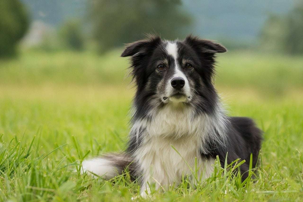 Border-Collie-57a5a04b626c820e38ff392d3d190eda.jpeg