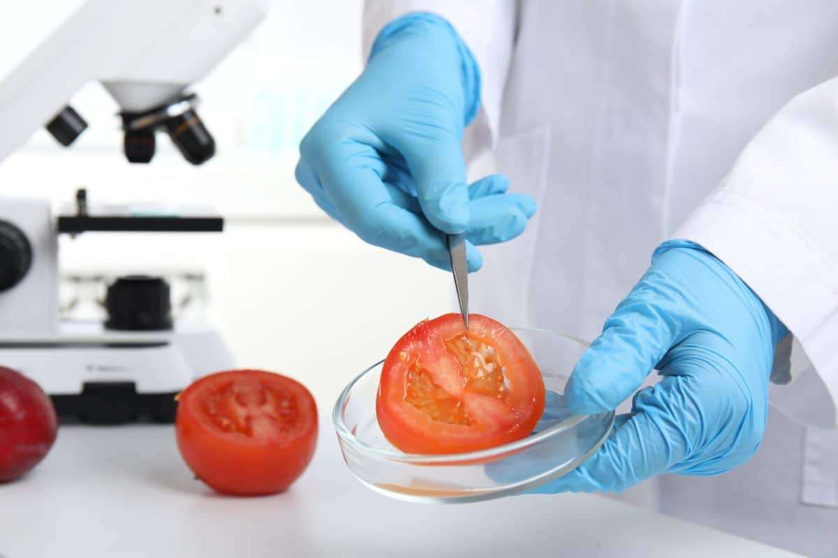 From Poisonous to Palatable: The Science Behind Safe Tomatoes 