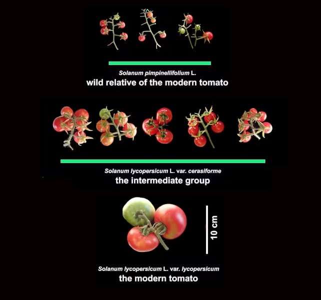 tomatoes-toxic-heres-what-changed-2e4b8533e49ce96cf2aa780d1eb90caf.jpg