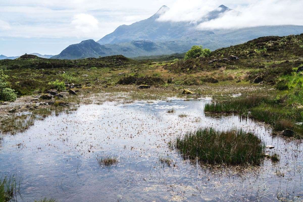 Peatlands: The Overlooked Climate Champions Beneath Our Feet 