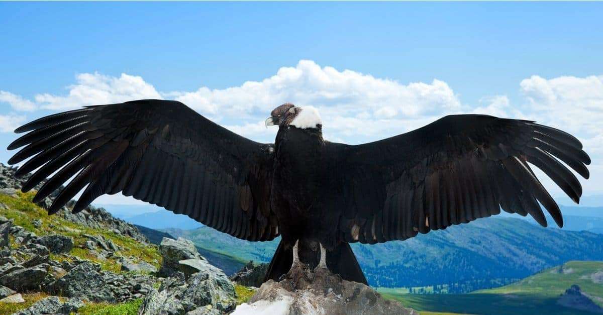 The-Andean-Condor-e38e7d6310325a3bc02ecbd476ca5e6e.jpeg