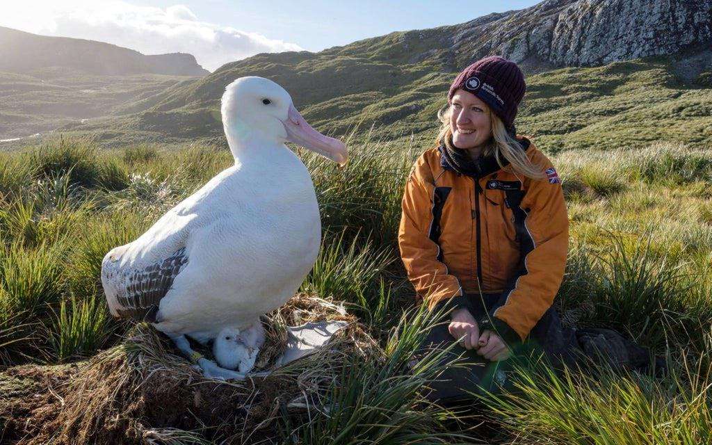 Wandering-Albatross-c024fe1ffaef86453d73269e24e29434.jpeg