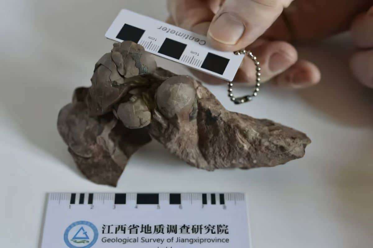 Tiny Dinosaur Egg Fossil Unearthed in China Sets New Size Record 