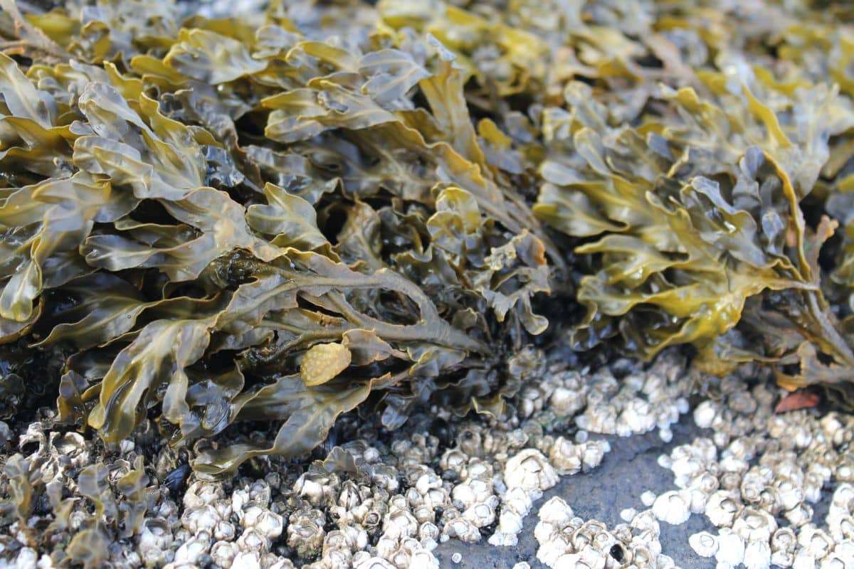 Giant 310-Mile Seaweed Clone Discovered in Baltic Sea 