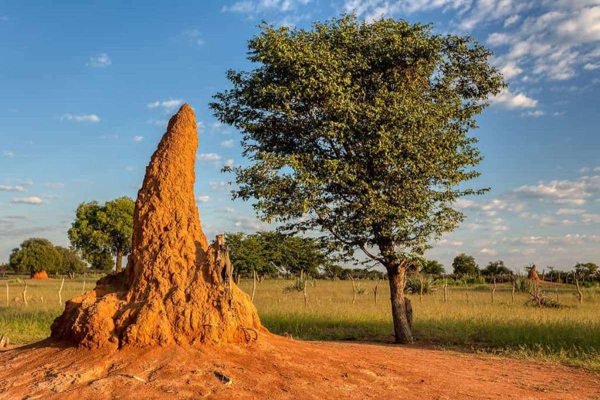 Ancient Termite Mound Network Spanning Brazil Visible from Orbit 