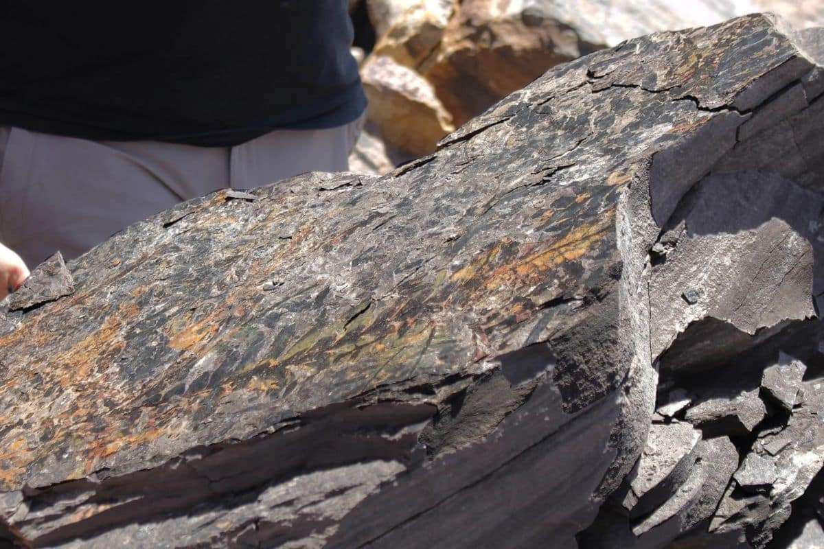 Ancient Fossils Uncover the Slow Recovery from Earth’s Deadliest Mass Extinction 