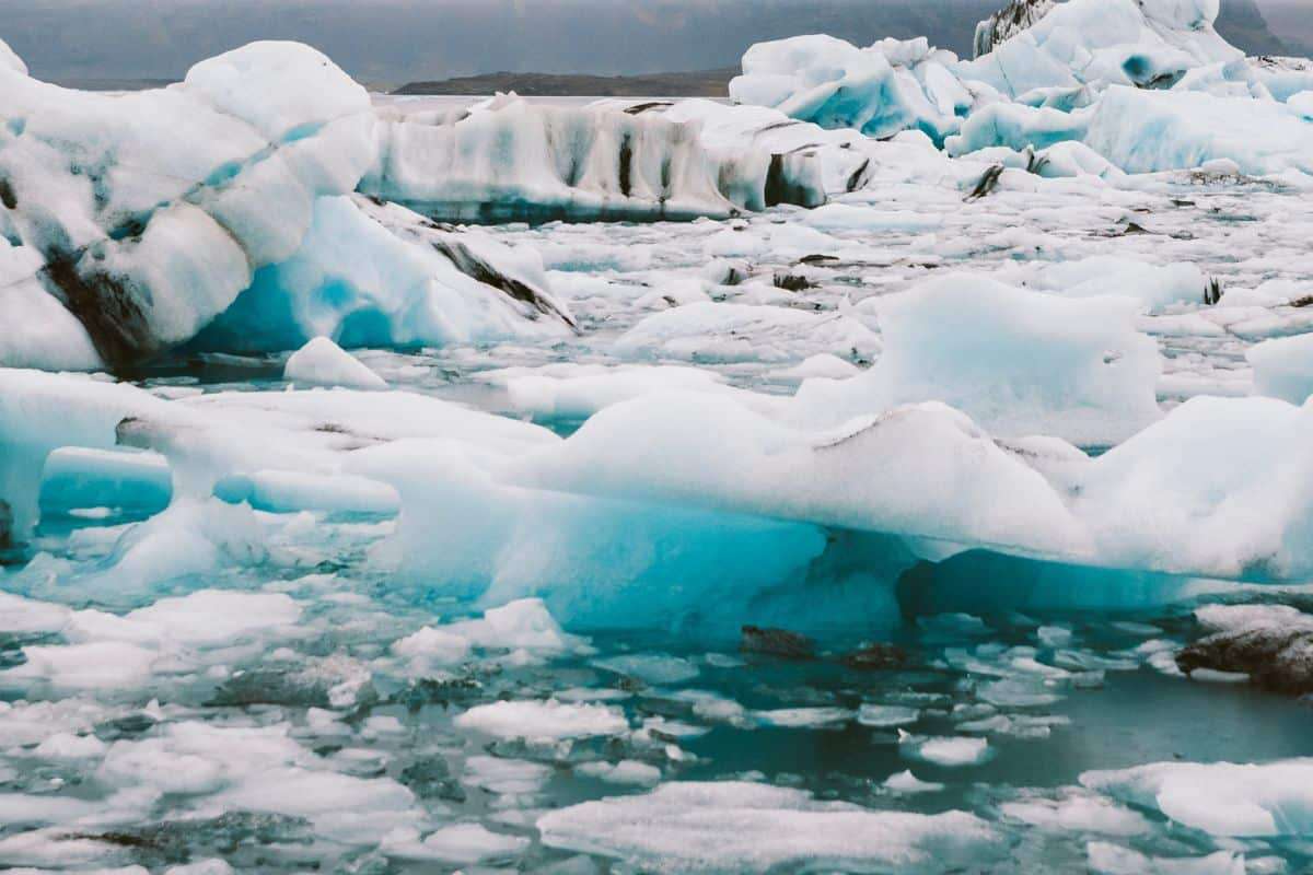 Millennia-Old Forest Emerges as Ice Recedes in the Rockies 