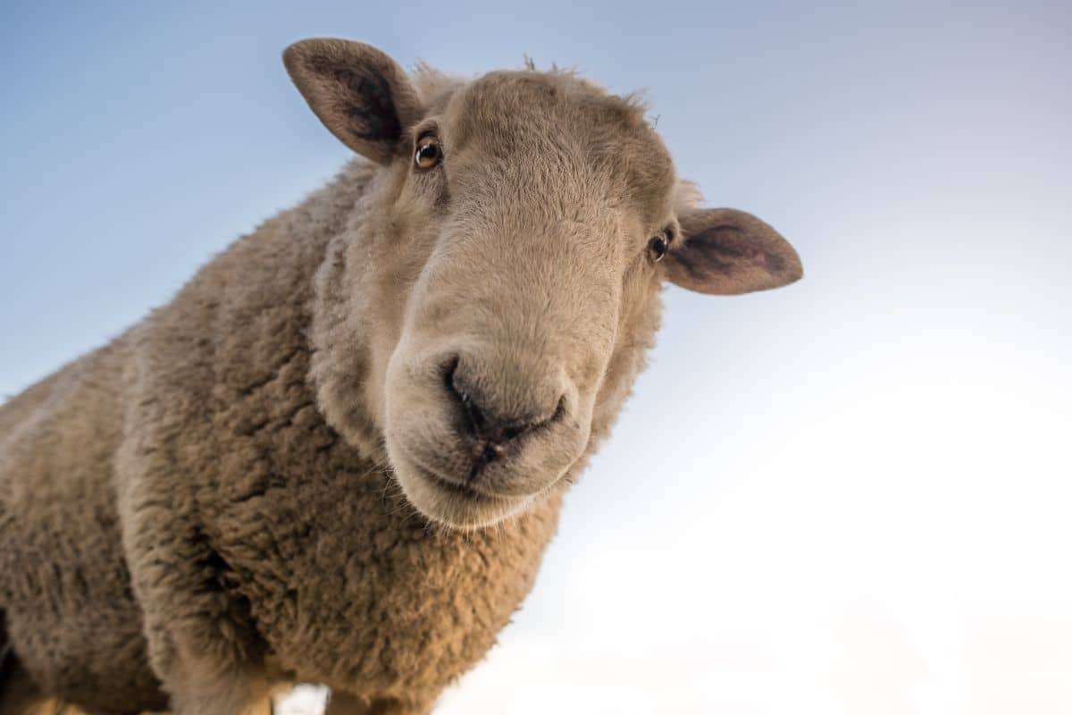 Ancient Sheep May Have Played a Role in Early Plague Transmission 