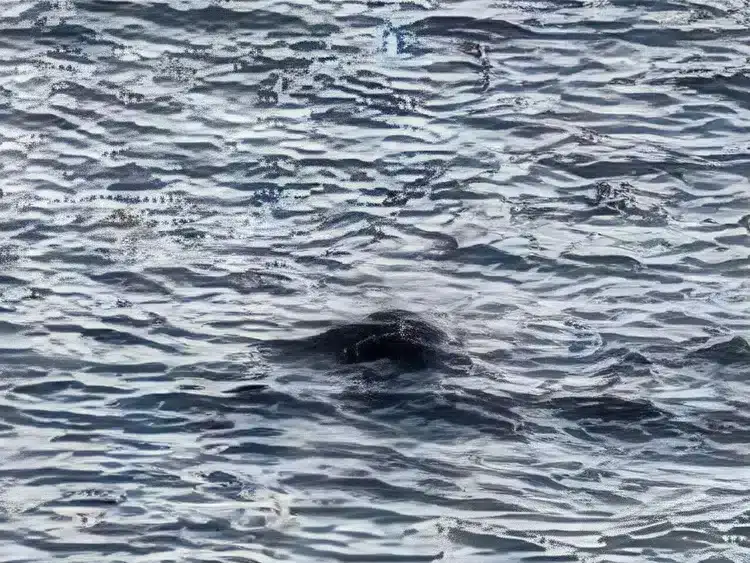 Photo-the-Loch-Ness-CentreSWNS-ac1dd456acbf0f880b9b9bd68ec76b58.webp