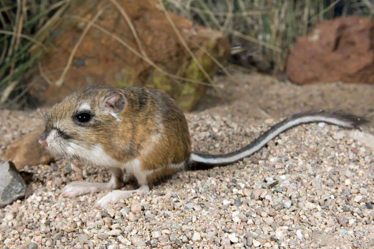 Could the Desert Rat-Kangaroo Still Survive in Australia's Outback? 