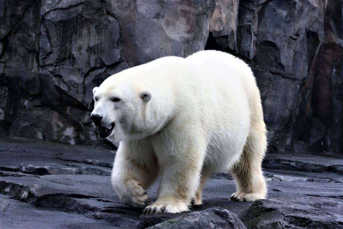Fossil Discoveries Indicate Polar Bears Once Inhabited Ice Age Scotland 
