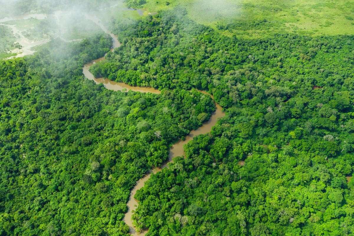 New Evidence Shows Early Humans Inhabited Rainforests 150,000 Years Ago 