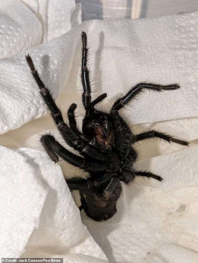 It-has-for-some-time-been-considered-to-be-Europes-largest-spider-6f58ac061c700e707cf2c65d9eb9453e.jpeg