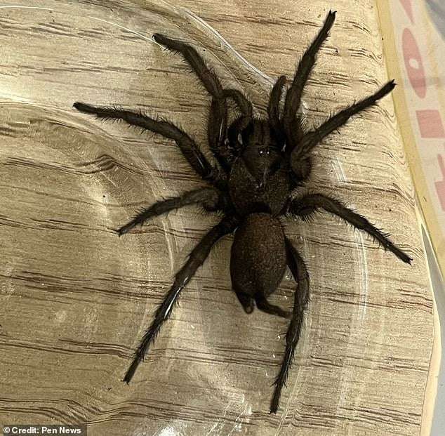 europes-biggest-venomous-spider-just-arrived-in-the-uk-and-its-not-going-anywhere-ccb22dcbc78ac69d3f63e4a25cf3442b.jpeg