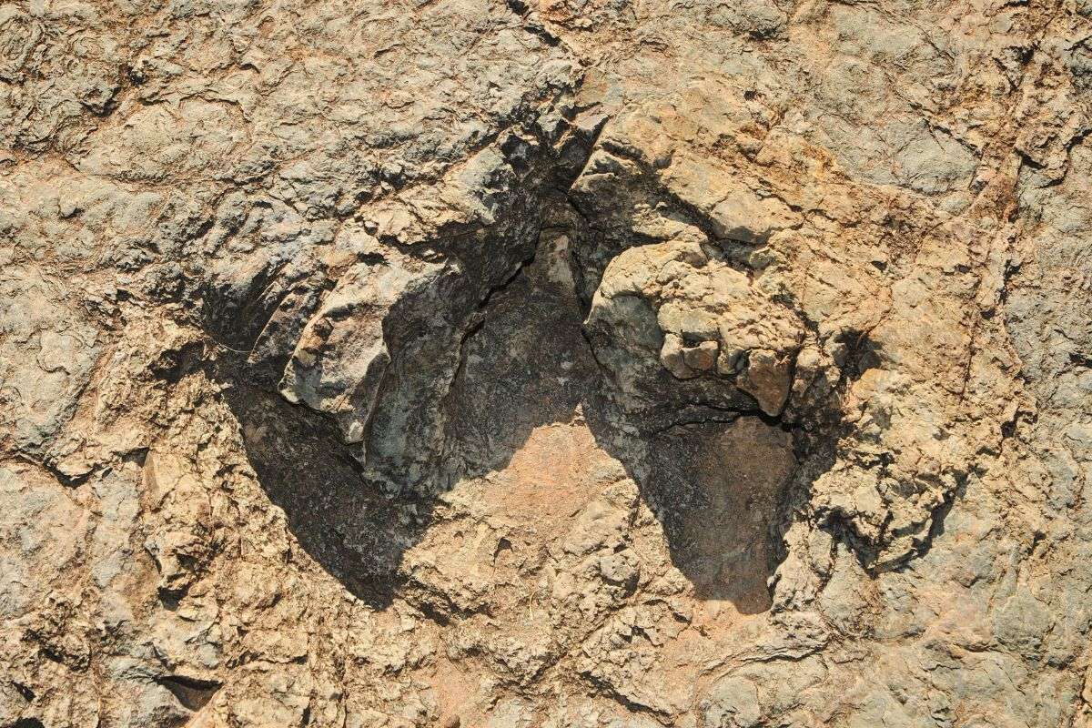 Ancient Footprints Reveal 1.5 Million-Year-Old Coexistence of Early Human Ancestors 