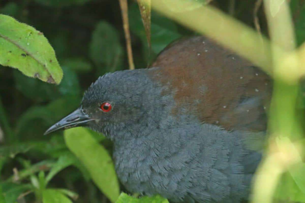 Galápagos Rail Seen Again on Floreana Island After Close to Two Centuries 