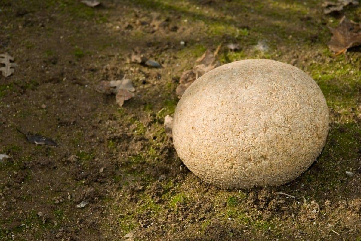 Enormous Ancient Egg Unearthed in Antarctica Might Belong to a Mosasaur 