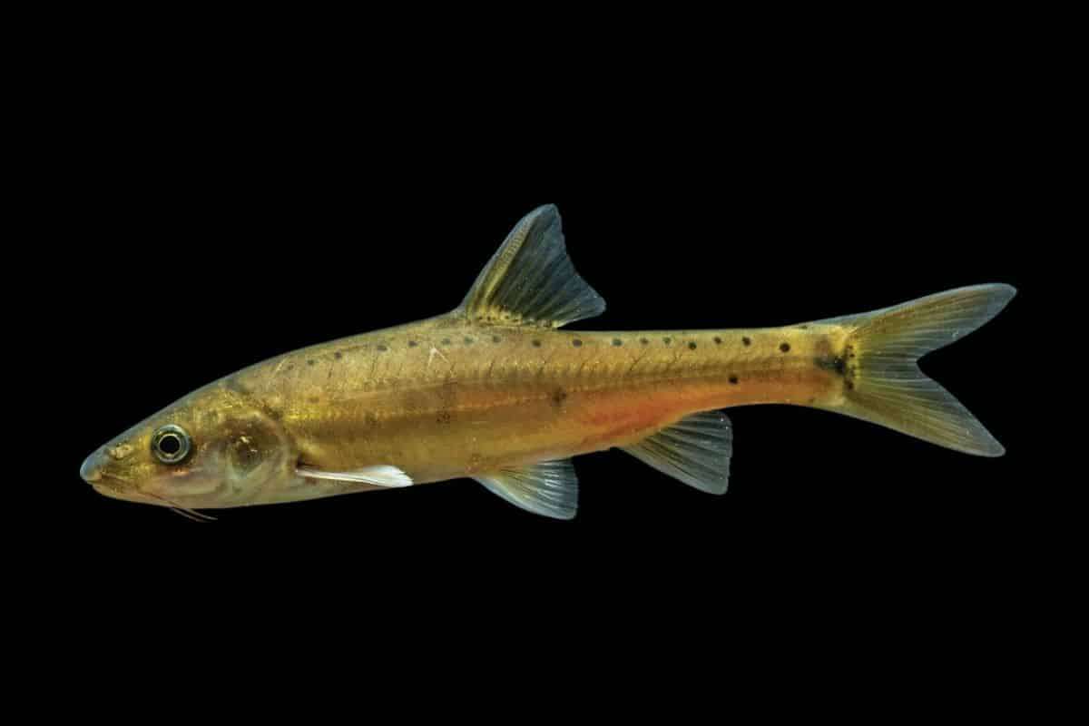 Discovery of a Golden Scaleless Cave Fish in China Unveils Live Evolutionary Shifts 