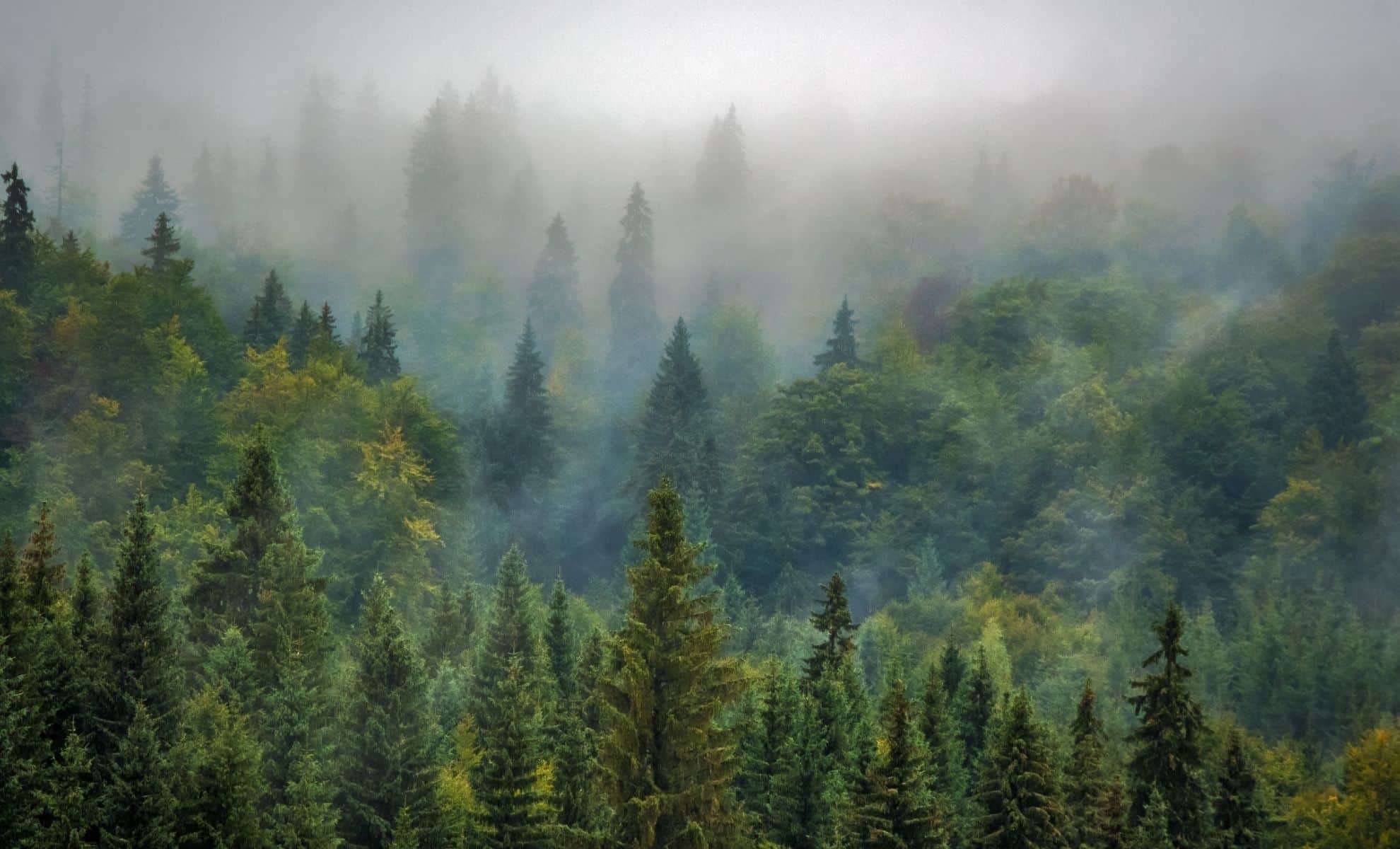 Uncovering a Hidden Ecological Domino Effect Threatening North American Forests 
